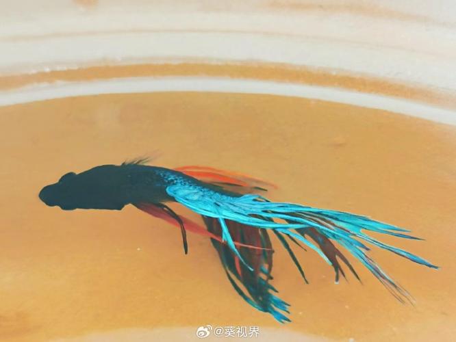 斗鱼晚上能看见东西吗