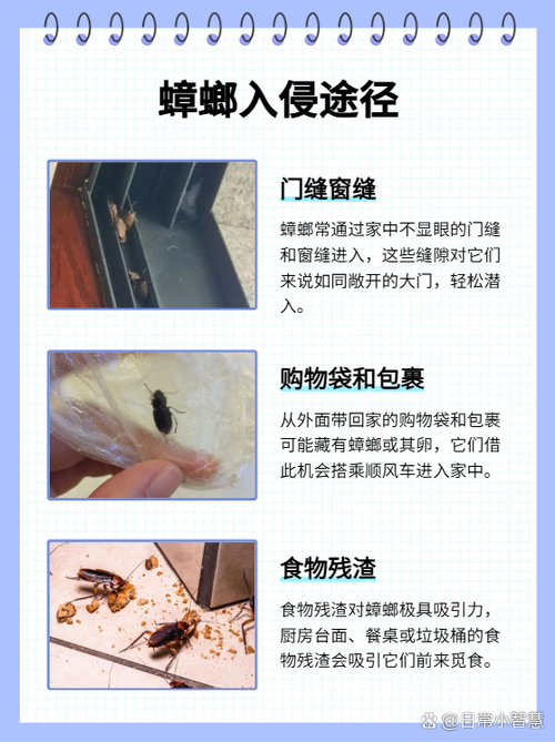 屋子里为什么会有蟑螂