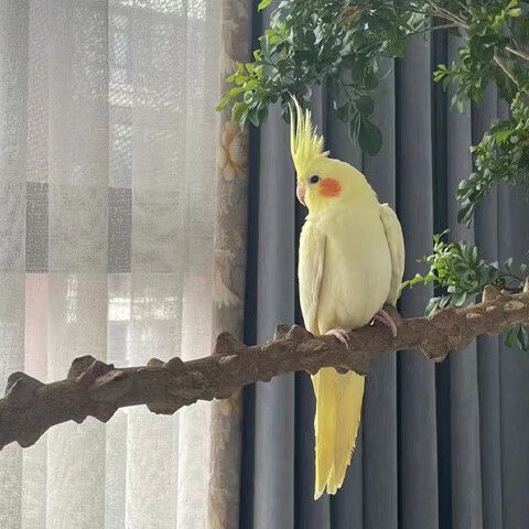 黄化鹦鹉雏鸟缩略图