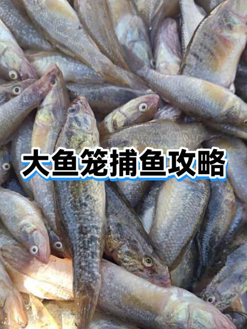 捕鱼大作战攻略技巧游戏截图