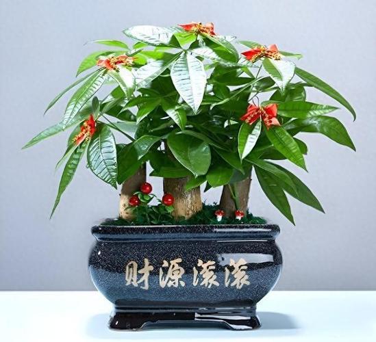 招财进宝树长什么样子缩略图