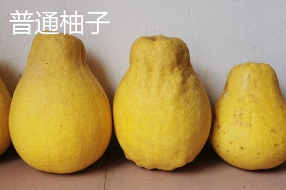 葡萄柚与普通柚子比较