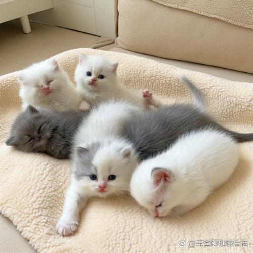 怕猫的我今天也被猫支配笔趣