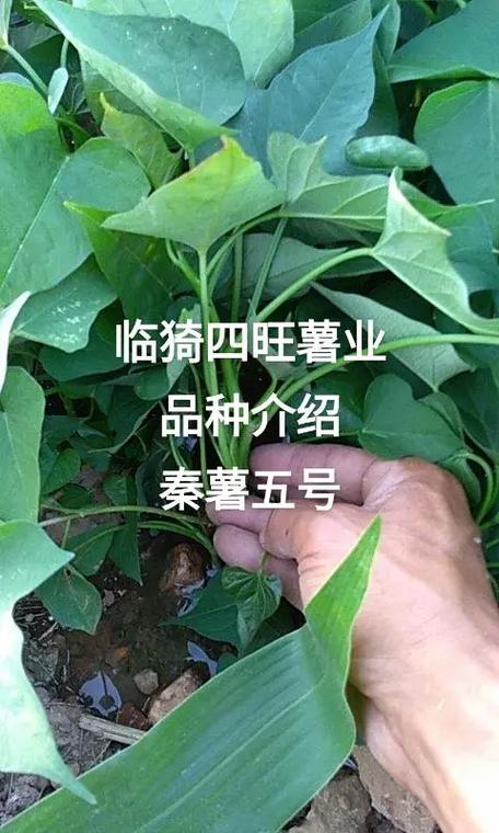 美国9408与商薯19对比