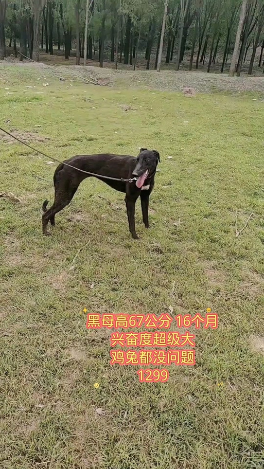 怎样让细狗开口逮兔子