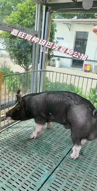 被洗脑成贵族母猪的小说