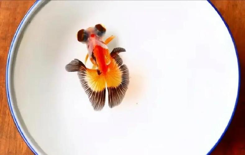 养金鱼不死的小窍门