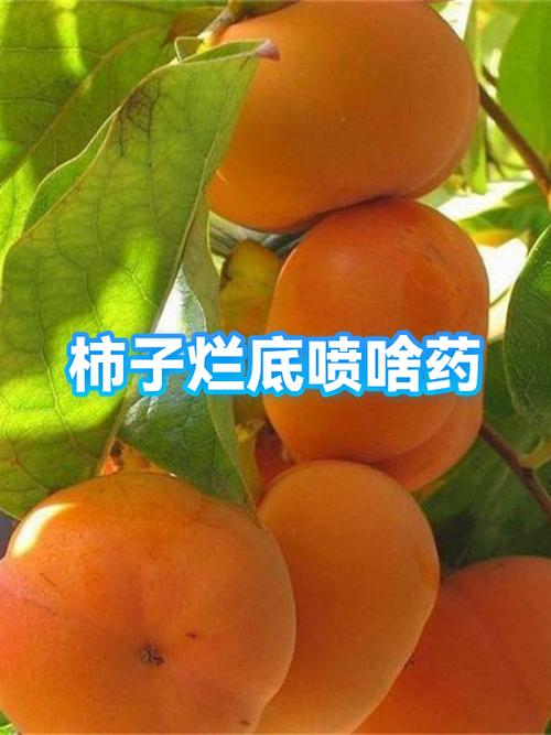 柿子现在打什么药