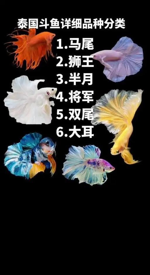 斗鱼人数比大概多少