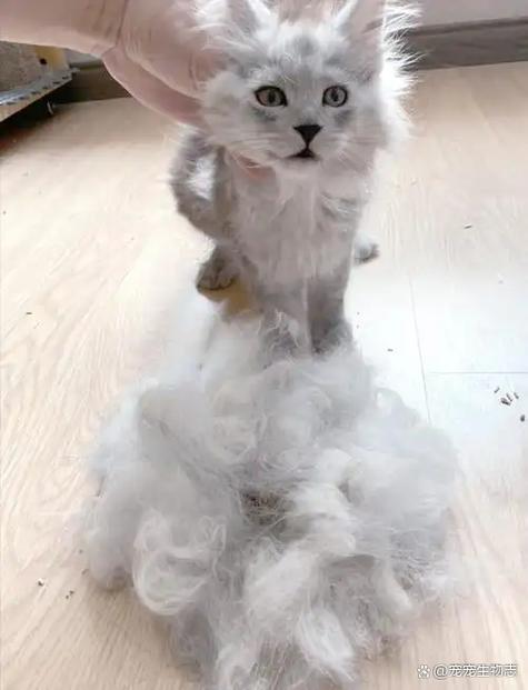 防止猫掉毛最有效的方法截图