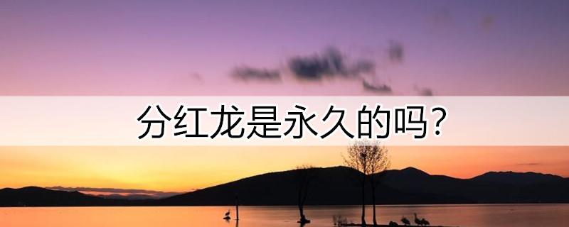 分红龙是永久的吗