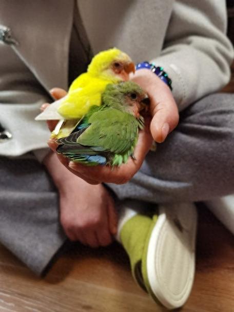 小雏鸟怎么养