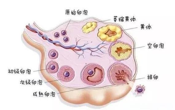 为什卵泡不大就排了