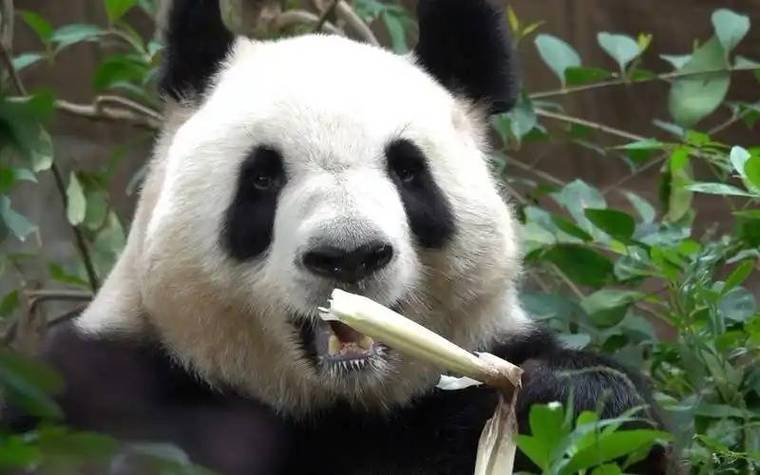 网络熊猫