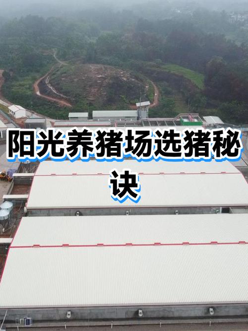 阳光养猪场怎么弄猪币