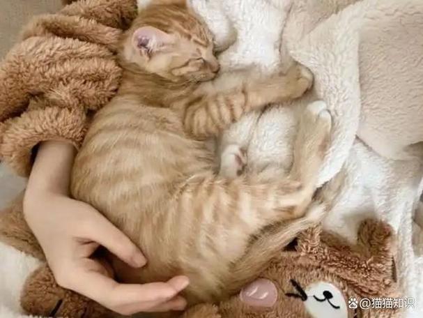 猫咪愿意挨着你睡说明什么