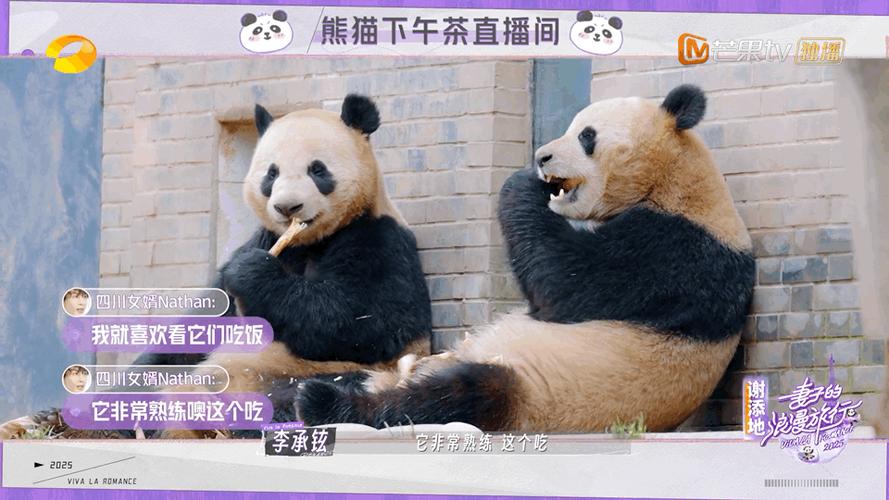 韩国熊猫综艺在哪里看