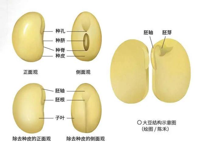 大豆种子结构