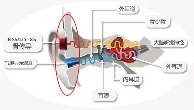 耳传导和骨传导的区别