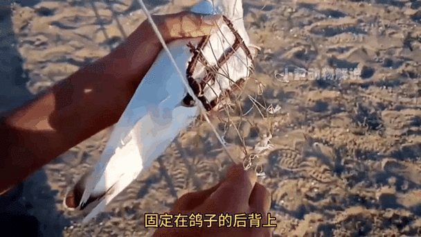 怎么诱捕老鹰