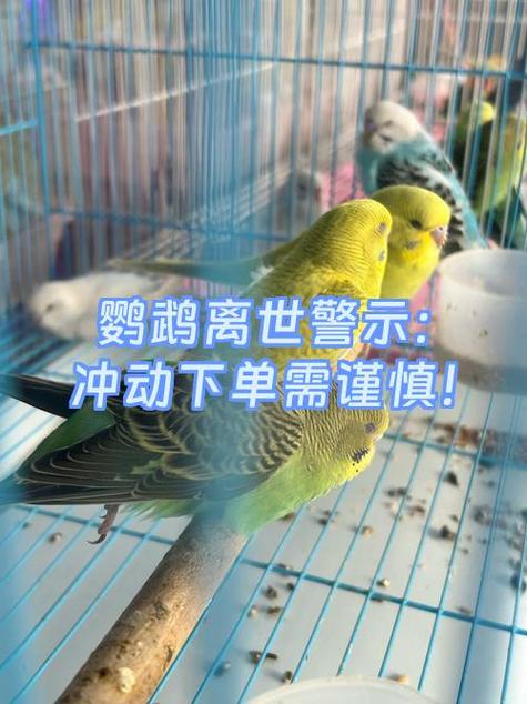 鹦鹉一直叫要警惕