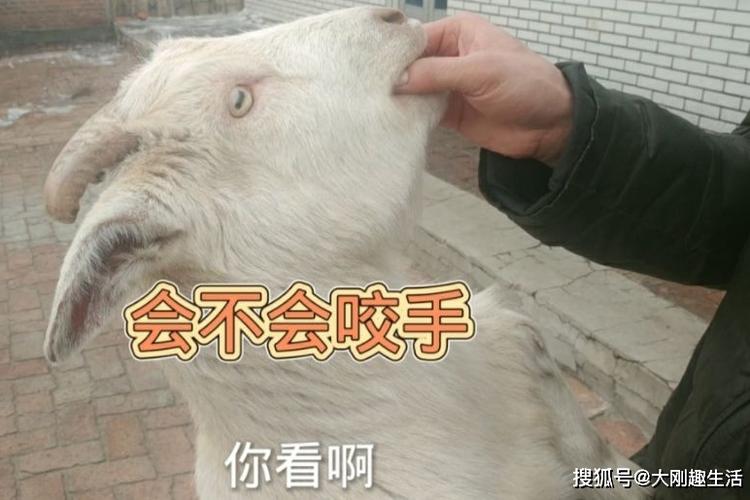 绵羊会攻击人吗