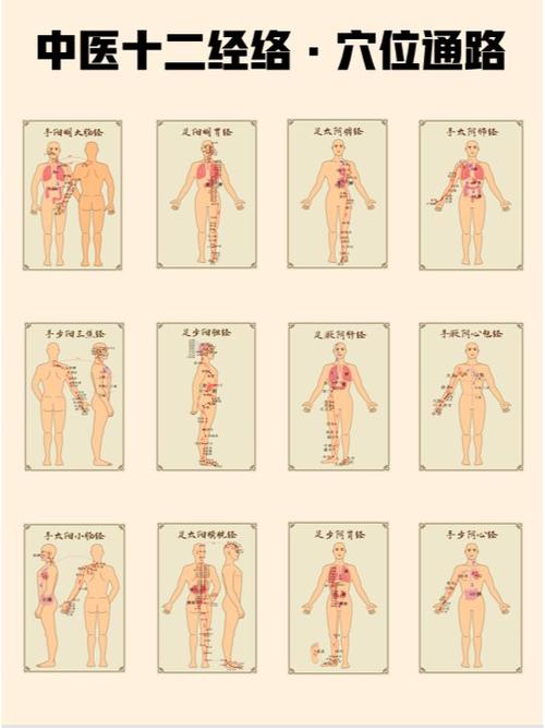 经脉图解大全十二经脉走向缩略图