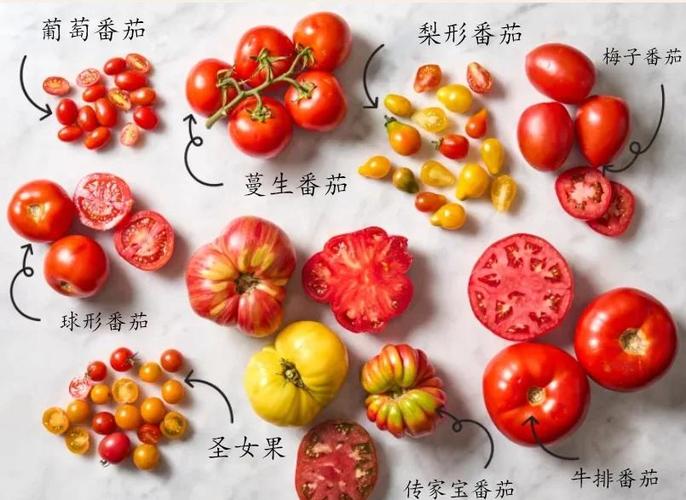 西红柿最好的三个品种