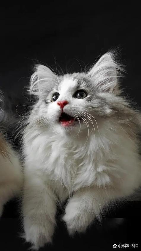 让猫咪过来的猫叫声