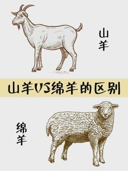 养山羊利润高还是绵羊利润好缩略图