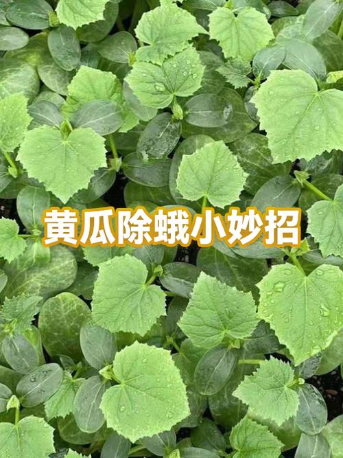飞蛾怎么消灭才干净