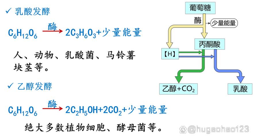 无氧呼吸第二阶段释放能量吗