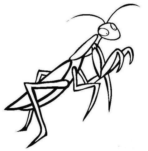 螳螂的简笔画
