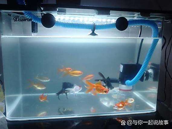 鱼缸水发红怎么处理