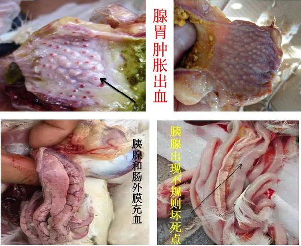 鹅黄病毒症状游戏截图