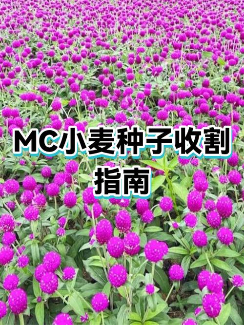 我的世界怎么得到小麦种子
