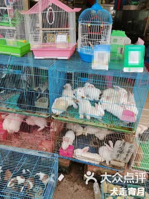 兔子哪里有卖的