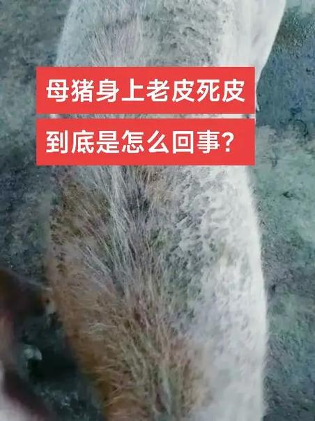 养猪人抖音走心文案