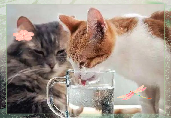 猫要喝自来水还是纯净水缩略图