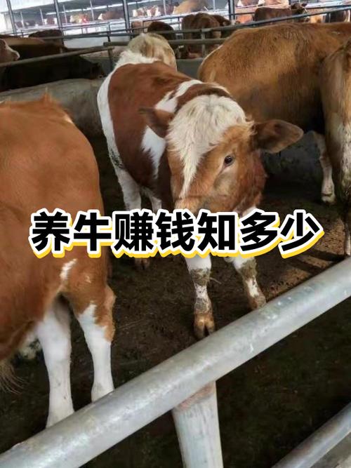 现在养牛能挣钱吗
