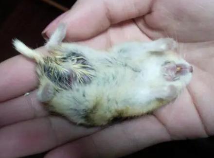 仓鼠死亡前的征兆