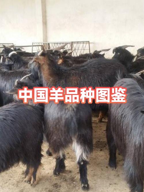 羊品种图片