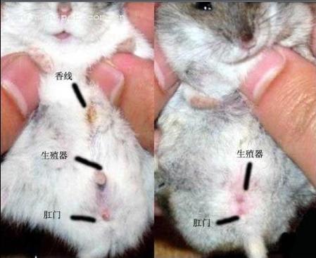 布丁仓鼠容易死吗截图