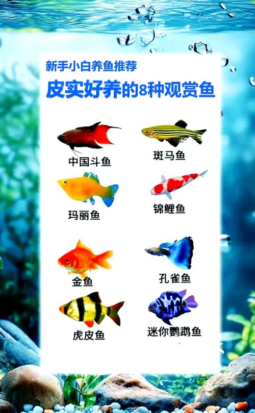 新手养鱼入门必买清单