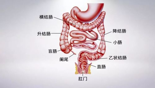 苦肠里面装的是什么图标