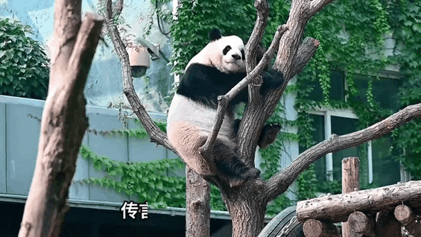熊猫赚钱游戏截图