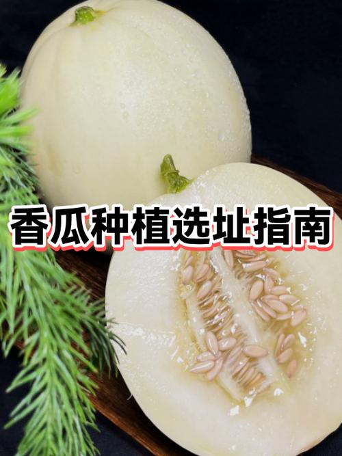 种香瓜小说