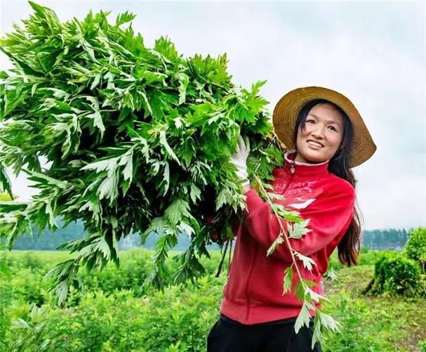 艾草图片