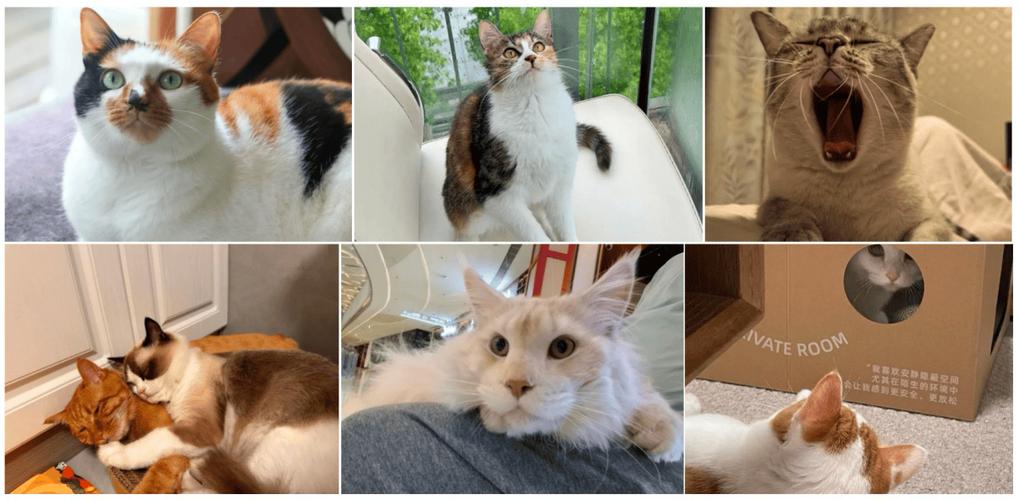 开心养猫场