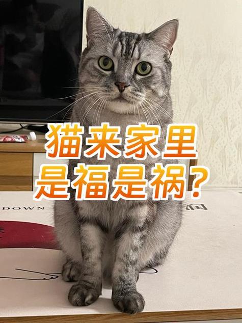 男人捡猫是福是祸